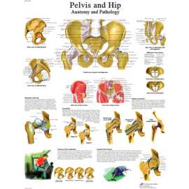 3B Anatomical Chart - Hip & Pelvis, Laminated