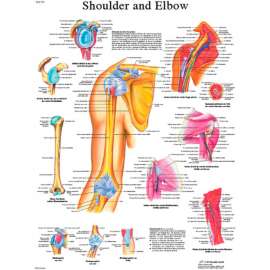 3B Anatomical Chart - Shoulder & Elbow, Paper