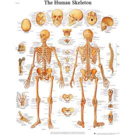 3B Anatomical Chart - Skeleton, Paper