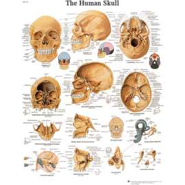 3B Anatomical Chart - Skull, Laminated
