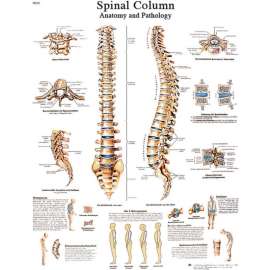 3B Anatomical Chart - Spinal Column, Paper