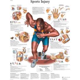 3B Anatomical Chart - Sports Injuries, Laminated