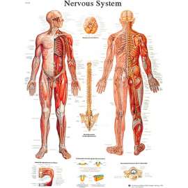 3B Anatomical Chart - Nervous System Chart, Laminated