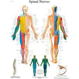 3B Anatomical Chart - Spinal Nerves, Sticky Back
