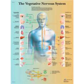 3B Anatomical Chart - Vegetative Nervous System, Paper