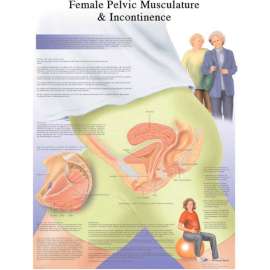 3B Anatomical Chart - Female Urinary Incontinence Chart, Laminated