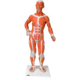 3B Anatomical Model - 1/4 Life Size Muscle Figure, 2-Part