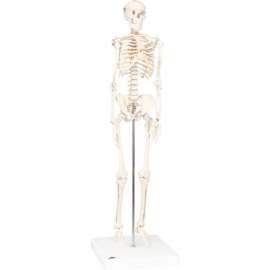 3B Anatomical Model - Sectional Knee Joint Model, 3-Part