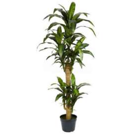 Nearly Natural 5' Yucca Silk Plant