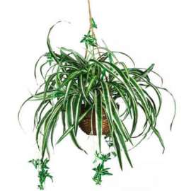 Nearly Natural Spider Hanging Basket Silk Plant