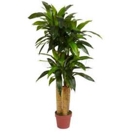 Nearly Natural 4' Corn Stalk Dracaena Silk Plant