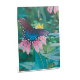 Universal Clear Self-Standing Frame for 5 x 7 Insert, 3/Pack, Clear