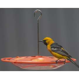 Perky-Pet 467-4 Bird Feeder, 16 oz, 4-Port/Perch, Plastic, Hanging Mounting
