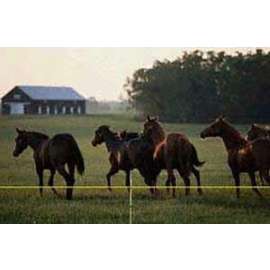Parmak Equi-Tape 181 HV Electric Fence Tape, Heavy-Duty, Aluminum, Black/Yellow