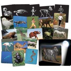 Roylco Whats Inside Animals Card Set