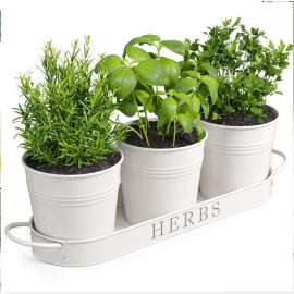 Set of 3 Metal Garden Planters with Tray