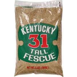 5LB Ky31 Grass Seed