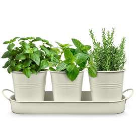 Plexon Herb Planter Indoor Garden Set of 3 with Tray, Metal Herb Pots for Indoor Plants, Round Kitchen Garden Kit Ideal for Windowsill Planter or Countertop, Off-White Powder Coated