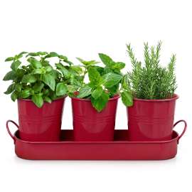 Plexon Herb Planter Indoor Garden Set of 3 with Tray, Metal Herb Pots for Indoor Plants, Round Kitchen Garden Kit Ideal for Windowsill Planter or Countertop, Red Powder Coated