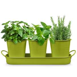 Plexon Herb Planter Indoor Garden Set of 3 with Tray, Metal Herb Pots for Indoor Plants, Round Kitchen Garden Kit Ideal for Windowsill Planter or Countertop, Green Powder Coated