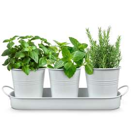 Plexon Herb Planter Indoor Garden Set of 3 with Tray, Metal Herb Pots for Indoor Plants, Round Kitchen Garden Kit Ideal for Windowsill Planter or Countertop, White Powder Coated
