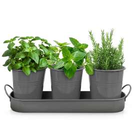 Plexon Herb Planter Indoor Garden Set of 3 with Tray, Metal Herb Pots for Indoor Plants, Round Kitchen Garden Kit Ideal for Windowsill Planter or Countertop, Gray Powder Coated