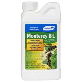 PT Monterey BT