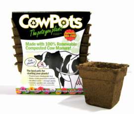 12PK 4" SQ Cow Pot